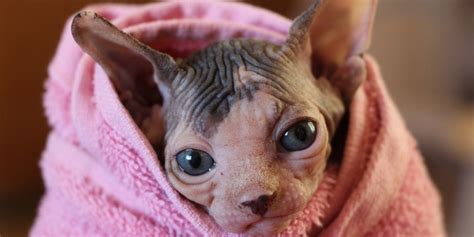 Sphynx Cat Bathing Routine How To Bath Your Sphynx Cat Sphynx Cats