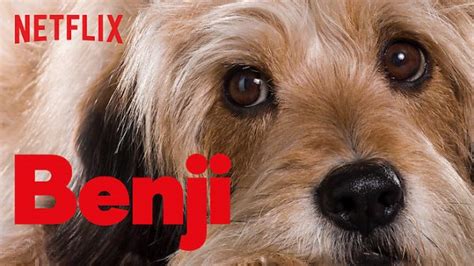 Benji 2018 Film à Voir Sur Netflix