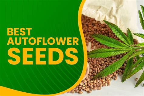 2022s Best Autoflower Seeds Top 10 High Yielding Autoflowering