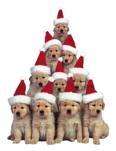 Msrp a box of 8 golden retriever christmas cards, red envelopes and santa hat seals. Merry Christmas (With images) | Christmas puppy, Golden ...