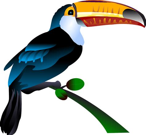Toco Toucan Clipart Free Download Transparent Png Clipart Library