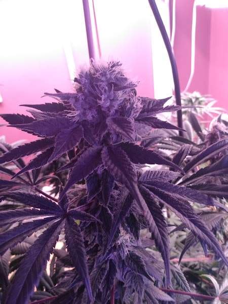 Ilgm Purple Haze Ilgm Grand Daddy Purple Ilgm Purple Kush Grow Diary