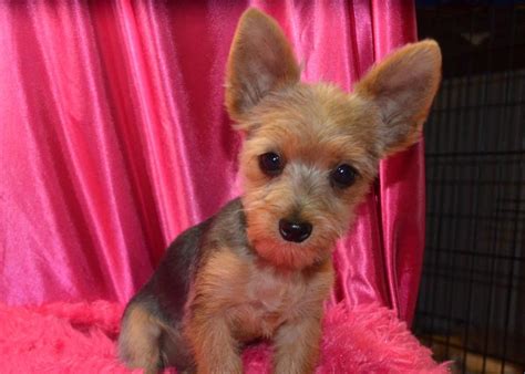 Check spelling or type a new query. Female Morkie Haircuts Little | Morkie haircuts, Morkie ...