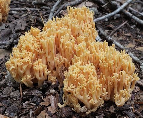 Maryland Biodiversity Project Yellow Tipped Coral Fungus Ramaria