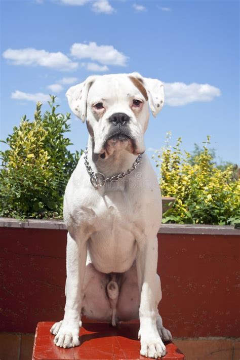 White Boxer Dog Stock Image Image Of Collar Closeup 24941671