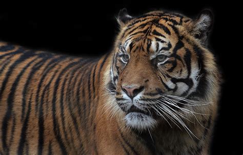 Panthera Tigris Sumatrae Sumatran Tiger Panthera Tigris S Flickr