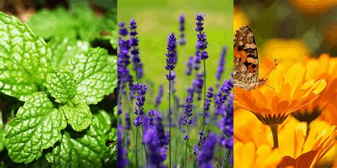17 Plants That Repel Mosquitoes Natural Repellent Yard Surfer
