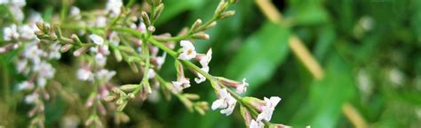 It will bloom in late summer the flowers being tiny and white or lilac. Images Of Lemon Verbena Alousia Trifolia / Phenylpropanoid ...