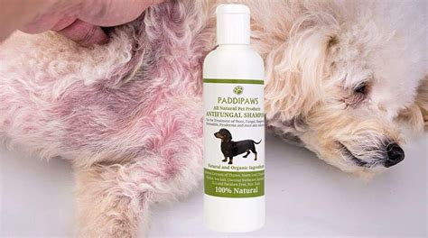100 Natural Anti Fungal Dog Shampoo Yeast Infection Treatment For