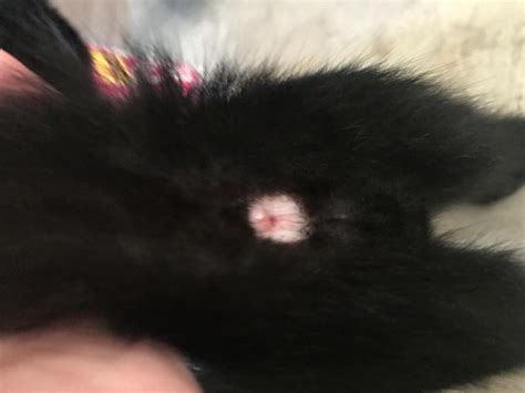 Why Does My Kitten Have A Bump On His Butthole PetCoach