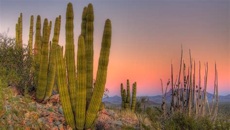 Organ pipe cactus national monument offers diverse plant and animal communities, rich cultural history, scenic hiking trails, and night camping. 10 National Monuments You've Never Heard Of - Cool Green ...