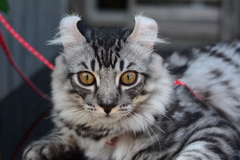 See The Cutest Cat Breeds As Kittens Reader S Digest