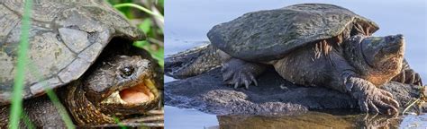 17 Types Of Turtles Found In New Jersey Nature Blog Network