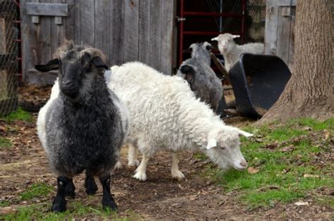 Wool Yielding Animals For Yarn And Fiber Countryside Animals Wool