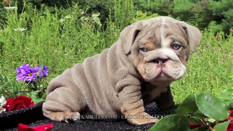This breed is an indoor. LILAC ENGLISH BULLDOG, LILAC ENGLISH BULLDOG PUPPY - YouTube