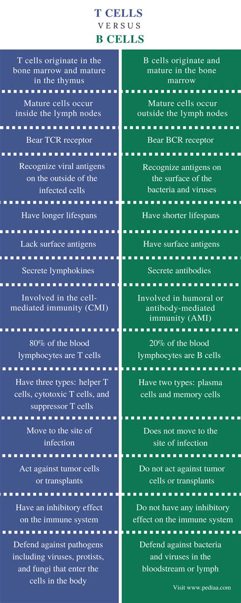 Difference Between T Cells And B Cells Definition Characteristics
