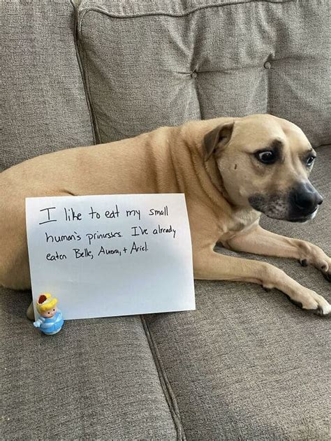 Dog Shaming Will Never Not Be Funny 30 Pics