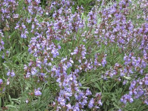Características Y Cuidados De La Salvia Officinalis Jardineria On