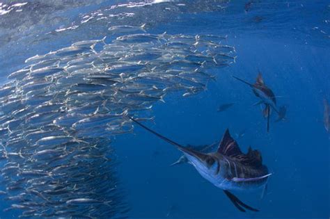 Yagos Web Sailfish Hunting Sardines Espadons Voiliers