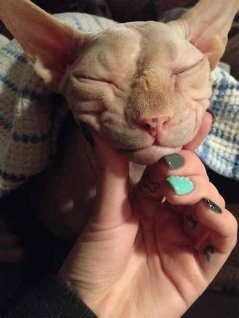 23 Photos That Prove Hairless Cats Are Actually Adorable Hairless Cat