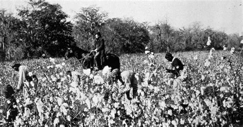The Wealth Of A Nation How Cotton Industry Slavery In The Deep South