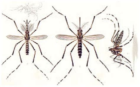 Check spelling or type a new query. Culicidae-pidia: Sekilas dua kilas tentang nyamuk...