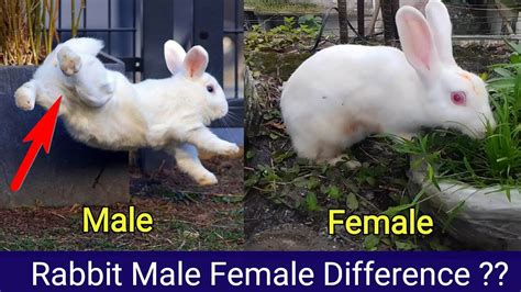 Male Or A Female Rabbit Which One Should I Choose