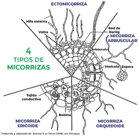 micorrizas ¿qué son eficagua