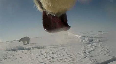 What Cameras On Polar Bears Show Us Its Tough Out There The New