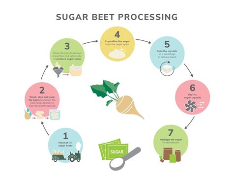Sugars Journey From Field To Table Sugar Beets