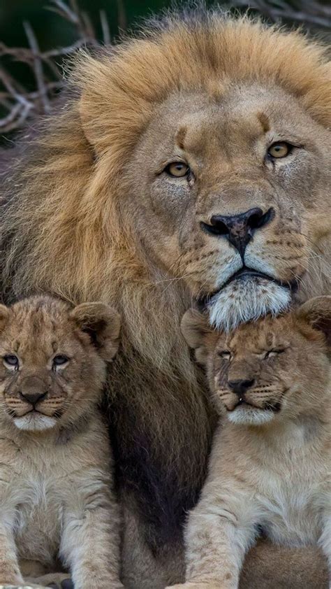Maybe you would like to learn more about one of these? familia del león | Animals wild, Animals beautiful, Lions