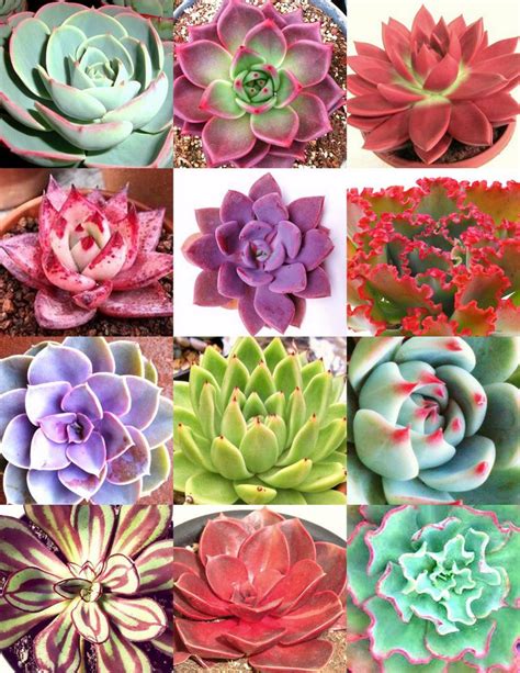Koehres, massive selection in germany, mostly purchased from private world seed supply, us based with a wide selection of cactus and succulent seeds. Pin on Gardening/Yard