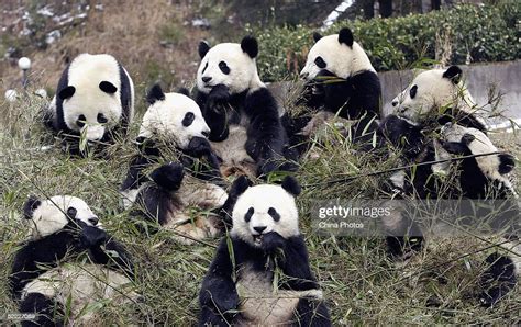 Giant Pandas Eat Bamboo At The Wolong Giant Panda Bear Research News