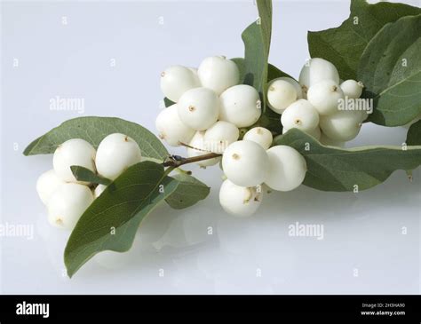 Snowberry Symphoricarpos Albus Fruits Stock Photo Alamy