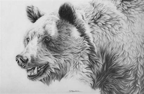 Bear Face Sketch At Explore Collection Of Bear