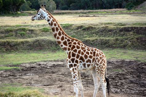 Giraffe At Werribee Park Free Stock Photo Public Domain Pictures