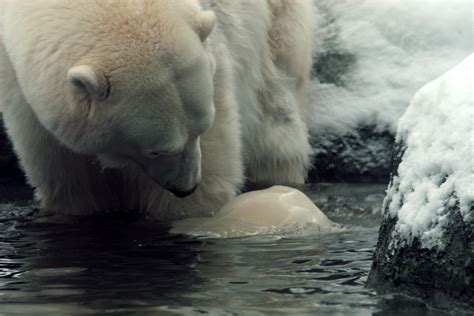 Awesome Adventures In Alaska How Do You Celebrate A Polar Bears