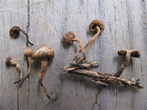 Nc Psilocybe Naematoliformis Mushroom Hunting And Identification