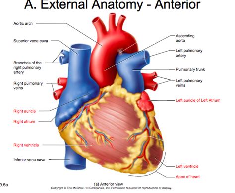 A P 2 Lab Exam 2 Heart Anatomy Diagram Quizlet