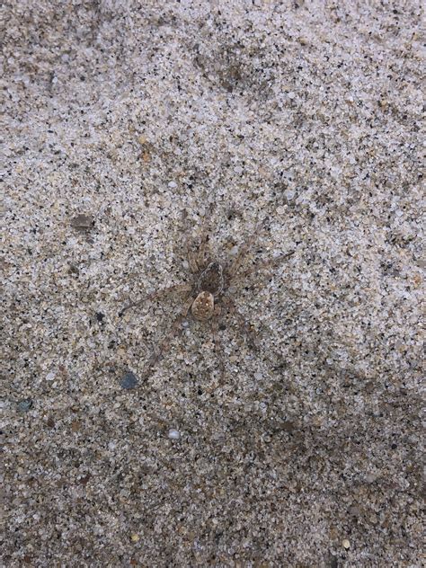 Look Real Close Beach Wolf Spider In Cape Cod Massachusetts Rspiders