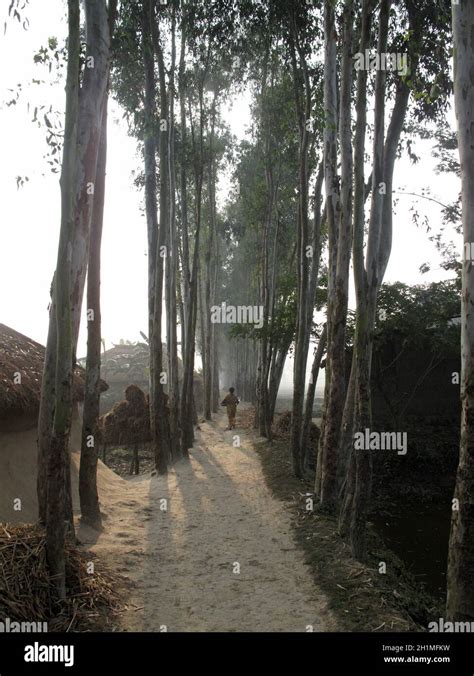 Bengali Village Hi Res Stock Photography And Images Alamy