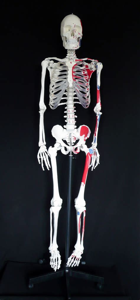 170cm Tall Life Size Human Anatomical Skeleton Model With Muscle