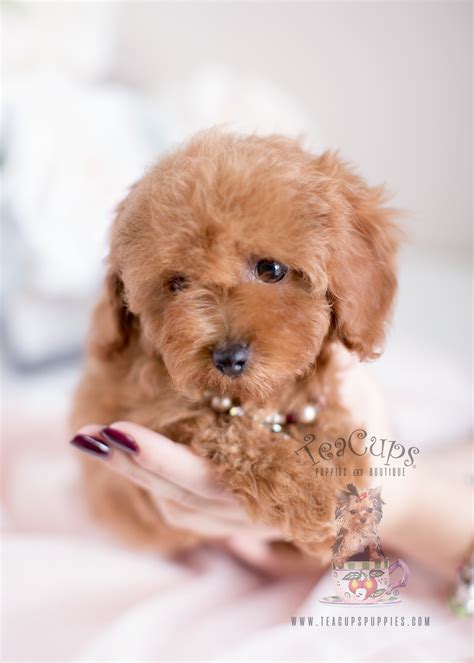 Toy Poodle Puppies South Florida For Sale Teacups Puppies And Boutique