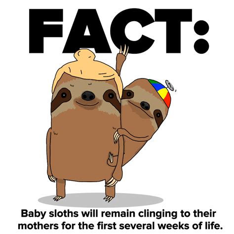 9 Sloth Facts Every Human Should Know