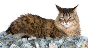 How much does it cost to own a pet in australia? How Much Are Maine Coon Cats - What Should You Expect?