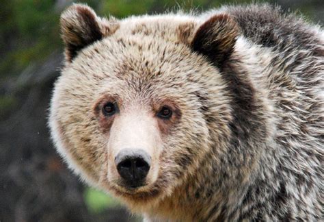 Grizzlies Saved From Trophy Hunt Wildearth Guardians