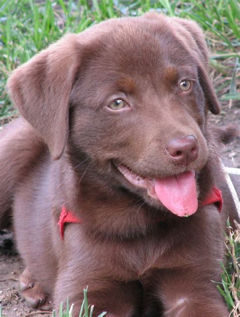 Chocolate labrador retrievers puppy pictures, family lab photos, everything about chocolate lab puppies. Chocolate Lab Puppy | Cute puppies and kittens, Cute puppies, Dog breeds