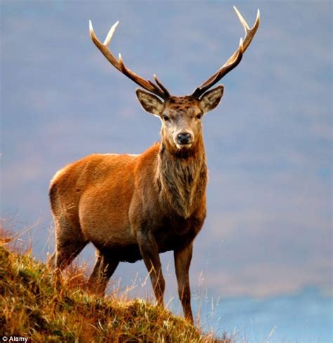 Bellissimo Esemplare Di Cervo Rosso Deer Animal Of Scotland Deer