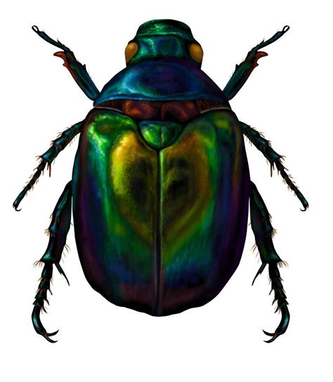 Scarab beetle by wretchedharmony-lina on deviantART | Beetle, Beautiful
