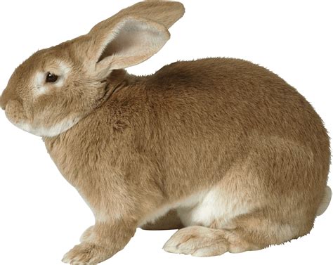 Sad Brown Rabbit Png Image Purepng Free Transparent